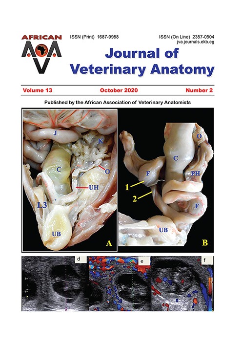 Journal of Veterinary Anatomy