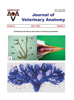 Journal of Veterinary Anatomy