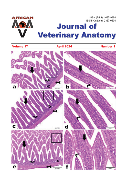 Journal of Veterinary Anatomy
