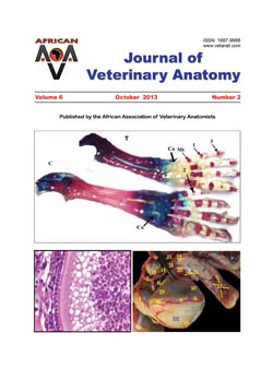 Journal of Veterinary Anatomy