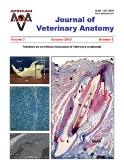 Journal of Veterinary Anatomy